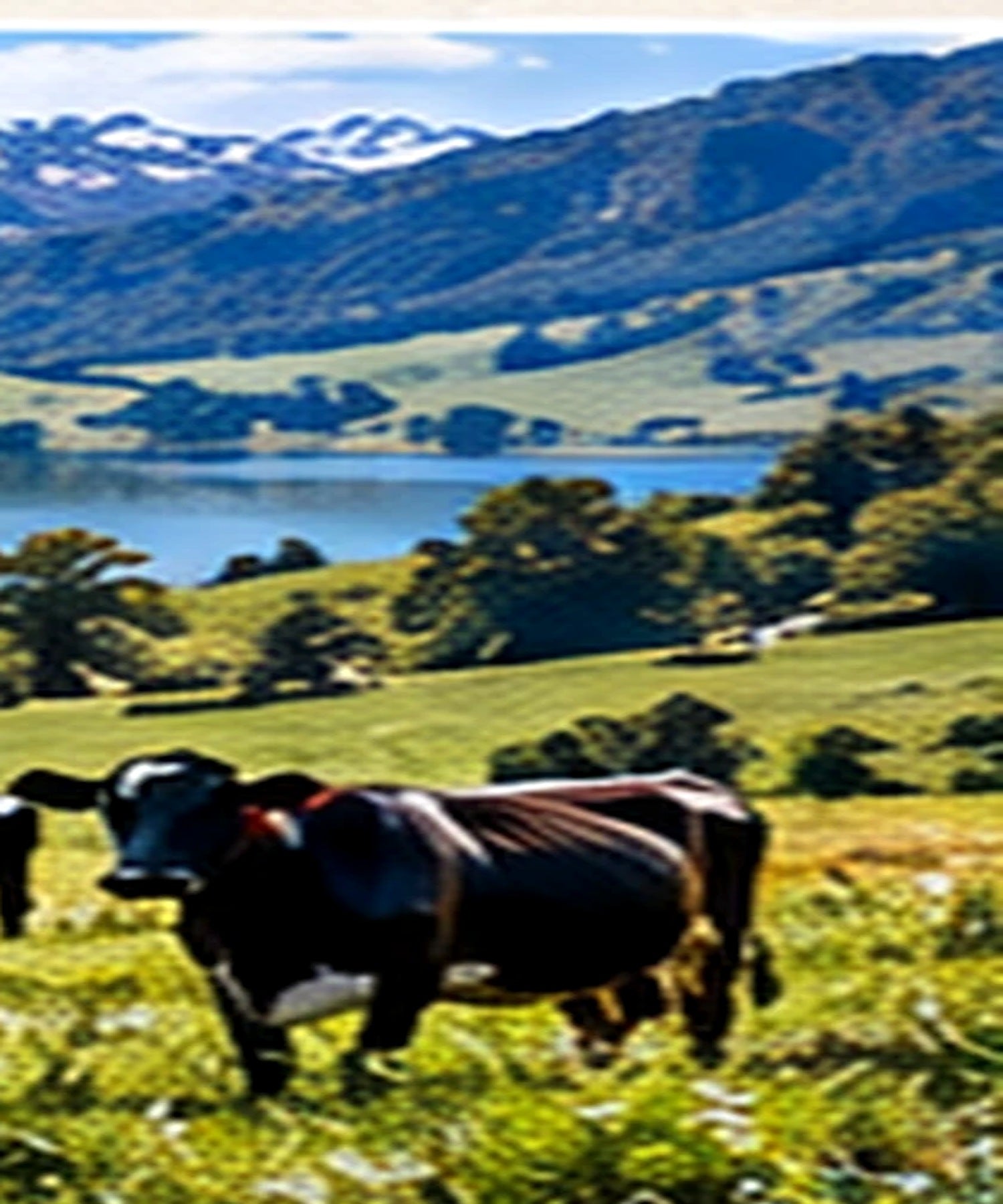 New Zealand pasture at sunrise representing NZ collagen produce